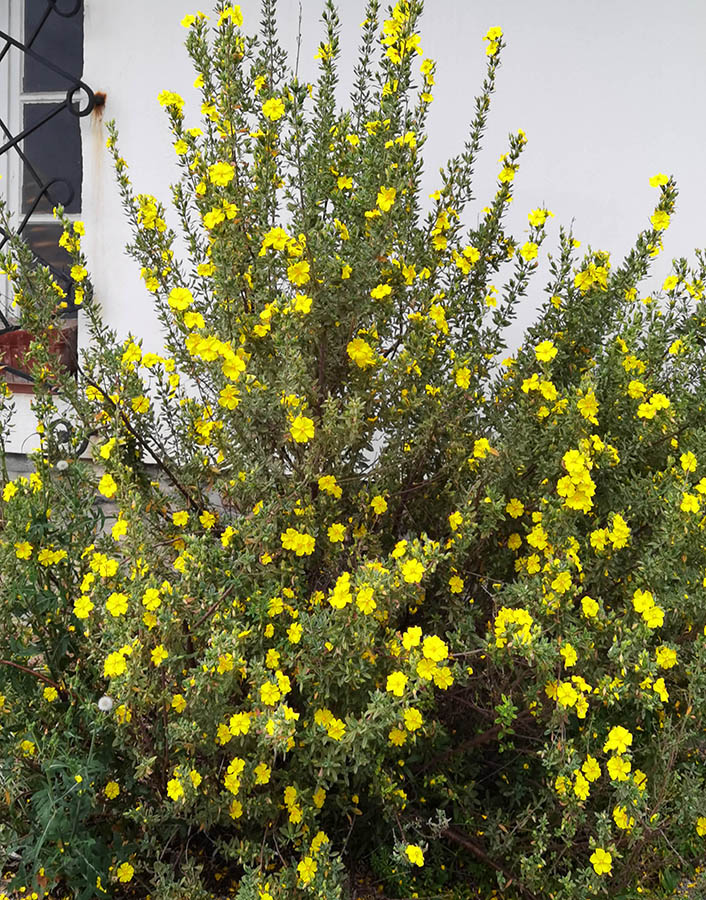 Halimium halimifolius photo